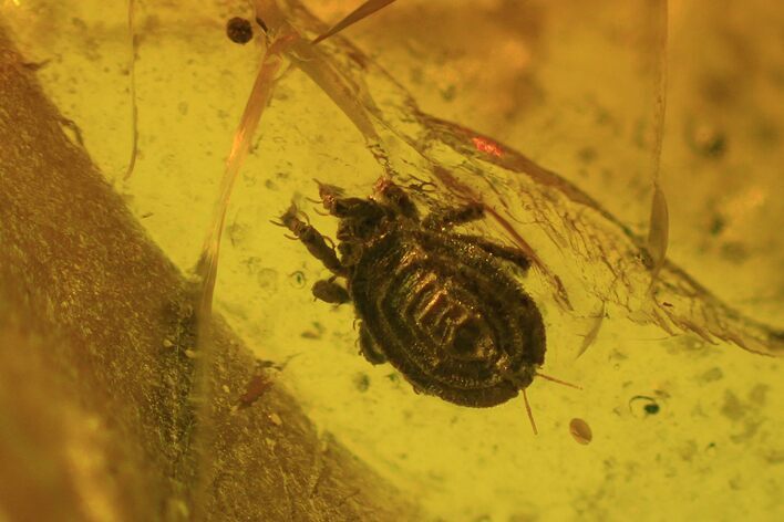 Fossil Mite (Oribatidae) In Baltic Amber #50611